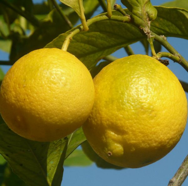 tips for using lemons