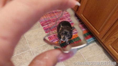 Use cookie cutters to make dog treats.