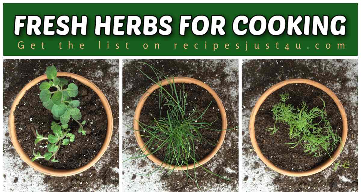 White text in a green rectangle that says fresh herbs for cooking above a collage of three terra cotta pots of kitchen herbs including oregano, chives and dill.
