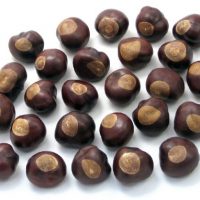 Buckeye Nuts - Quarter Size - Twenty-Five Nuts