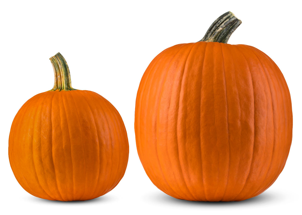 A pie pumpkin and a carving pumpkin sitting side by side.