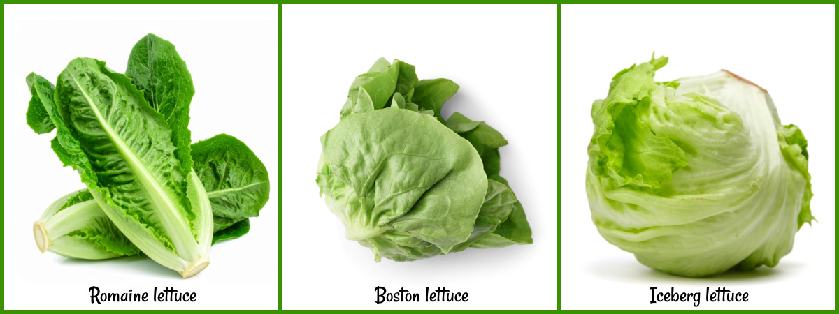 The best lettuce for tacos, Romaine, Boston and Iceberg, labeled by name.